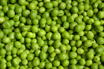 Green pea background. Pea pods from farmland. Pea freshly picked. Organic fresh vegetables. Healthy eating. Country garden harvest.