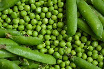 Green pea background. Pea pods from farmland. Pea freshly picked. Organic fresh vegetables. Healthy eating. Country garden harvest.
