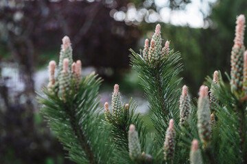 Young pine shoots on tops of branches. Beautiful  spring evening view with pines. Pinus Mugo Pumilio close-up.