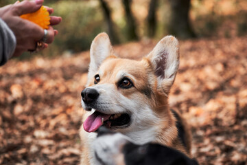 Naklejka na ściany i meble Charming Tricolor Corgi is waiting for ball game with its owner. British shepherd dog. Welsh corgi Pembroke looks at ball in hands of human and smiles.