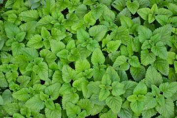 Melissa plant. Lemon balm in the garden. Countryside nature. Organic agriculture. Melissa foliage...