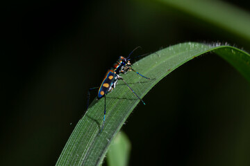 Fototapeta premium Tiger beetles are a large group of beetles.
