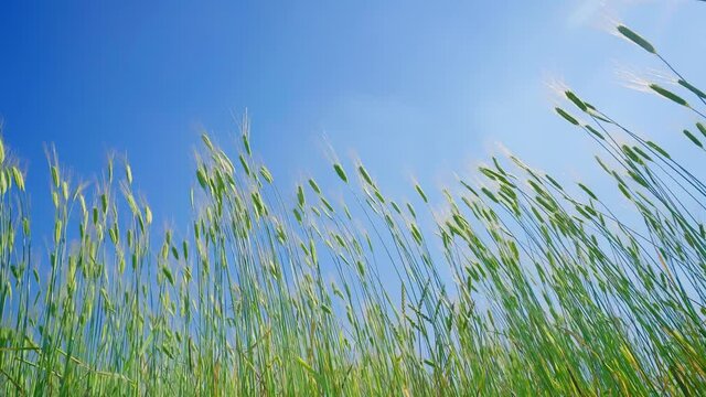 Low angel shot of a patch of plants swaying back and forth in the wind under blue sky in the village of Rhoon in South Holland, Netherlands