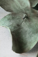 selective focus macro dry stabilized eucalyptus leaf with veins, vertical interior poster
