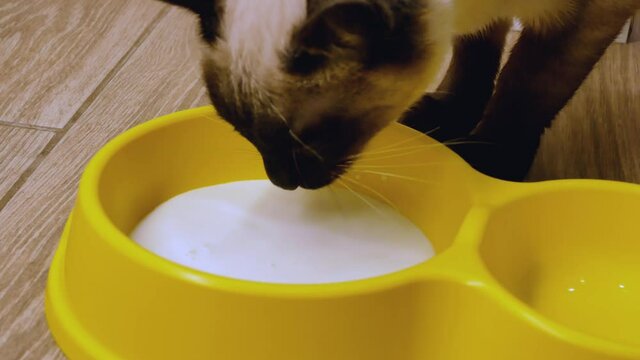 cat drinks milk. blue point coloured cat in close up. drinking purebred siamese cat
