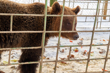 bear in a cage. nursery for various animals