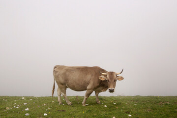 Animales en la montaña
