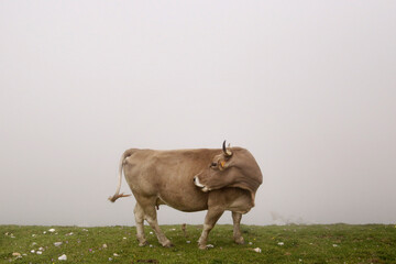 Animales en la montaña