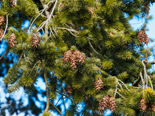 (Pseudotsuga menziesii) Oregon pine or douglas-fir pendulous female cones under branches encircled...