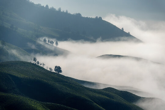 Trees in the mist, Mount Bromo, East Java, Indonesia