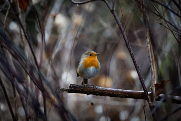 Rotkehlchen auf Ast im d&uuml;steren Winter