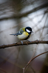 Kohlmeise auf Ast im d&uuml;steren Winter