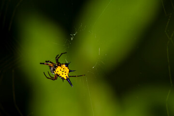 Gasteracantha hasselti, commonly known as Hasselt's spiny spider, is a species of spider belonging to the family Araneidae. It is a native of Asia, occurring from India eastwards to Indonesia.