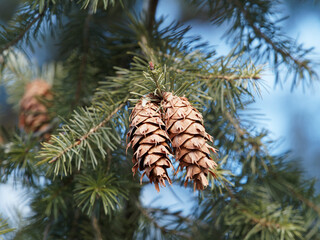 (Pseudotsuga menziesii) Close up on woody cones of Douglas-fir hanging down with pitchfork-shaped bracts under branches with green needles