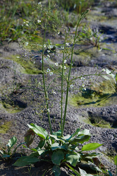 Alisma plantago-aquatica, (Alisma plantago) growing outdoors. Wild flowers close up. 