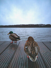 zwei Enten auf einem Badesteg