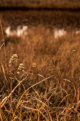 秋の枯草の原野