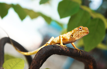 Tropical oriental garden lizard female close-up on blurred background, green leaves, eastern garden...