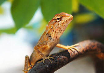 Tropical oriental garden lizard female close-up on blurred background with green leaves, eastern...