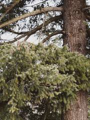 (Pseudotsuga menziesii) Close up on woody cones of Douglas-fir hanging down with pitchfork-shaped...