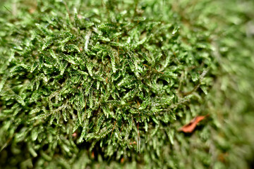 green moss in forest mulch enlarged