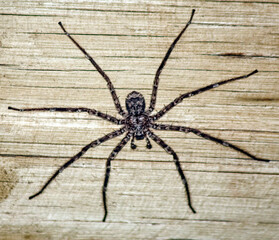Gray shaggy predatory spider on the background of a wooden wall.