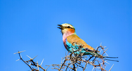 Sabine roller or Coracias caudata, or lilac-breasted roller is mottled and colorful bird — larks, sitting on dry branches of acacia.