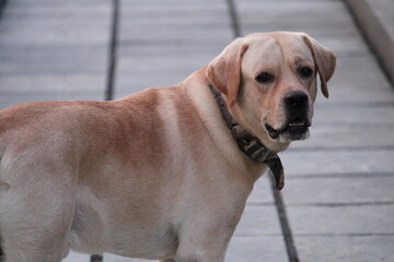 labrador retriever puppy