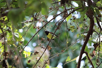bird on a branch