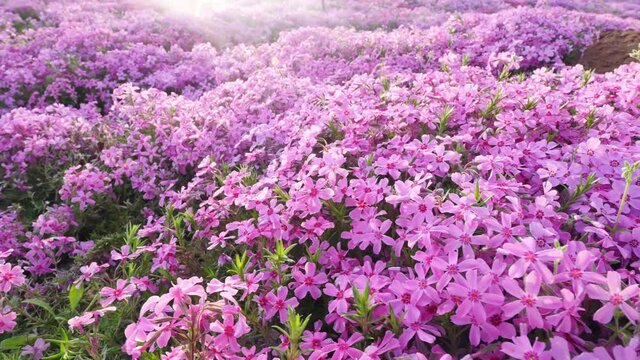 A tracking shot of Moss pink flowers, also known as Phlox subulata, blooming in spring 