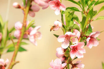 Farmers use bees to pollinate peach trees in greenhouses, North China