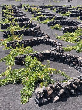 Parras verdes de las t&iacute;picas bodegas de Lanzarote en las islas Canarias
