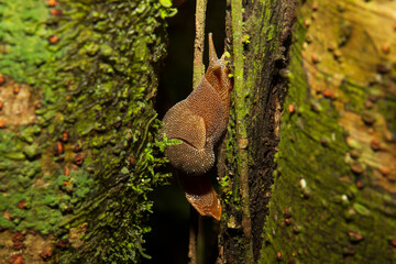 Wild Snails. A snail is, in loose terms, a shelled gastropod. The name is most often applied to land snails, terrestrial pulmonate gastropod molluscs.