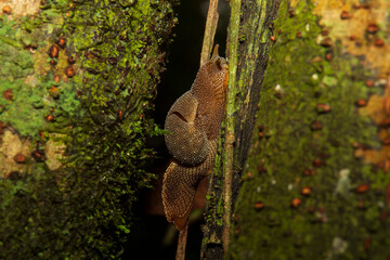 Wild Snails. A snail is, in loose terms, a shelled gastropod. The name is most often applied to land snails, terrestrial pulmonate gastropod molluscs.