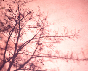 Abstract background, shadows from a tree branch on a pink wall