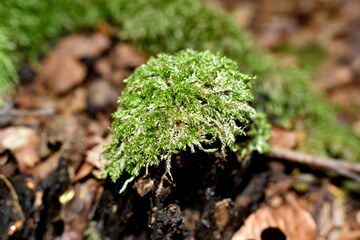green moss in forest mulch enlarged