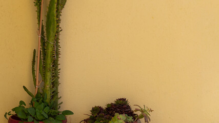 Sfondo con muro giallo e cactus e piante