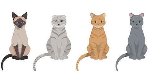 Set of sitting different cats. Siamese, lop-eared, red-headed and russian blue cat.