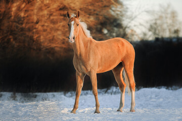 Portrait horse
