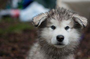 malamute puppy