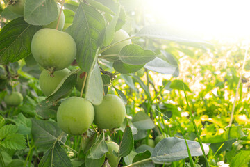 Organic green unripe and ripe apples hanging from tree branch in apple orchard on sunny summer day....