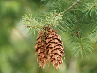 Close up on female cones of Douglas-fir or Oregon pine (Pseudotsuga menziesii). Long bract with...