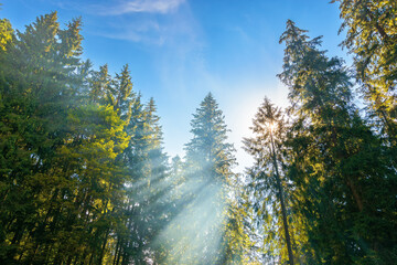 sunlight through trees and morning mist. beautiful forest nature background. wonderful sunny...