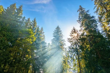 Fotobehang Betoverde Bos sunlight through trees and morning mist. beautiful forest nature background. wonderful sunny weather in summer season. blue sky above treetops  © Pellinni