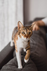 Naklejka premium Small cat of white, brown and ginger color walking on the grey sofa bed in the living room