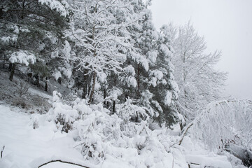 A lot of fresh snow on trees in the morning