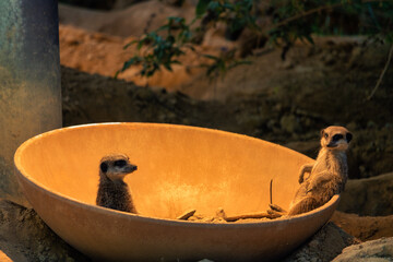 Chilling Meerkats