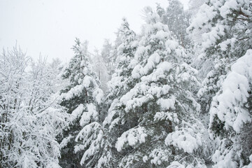 A lot of fresh snow on trees in the morning
