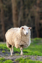 A white sheep walks calmly up a hill. The ewe seen from the side. Selective focus, trees in the background