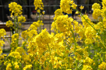 Obraz premium 春の風景 美しい 菜の花 花畑 黄色 美しい 可憐 かわいい イエロー 公園